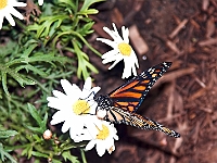 BZ Butterfly 3